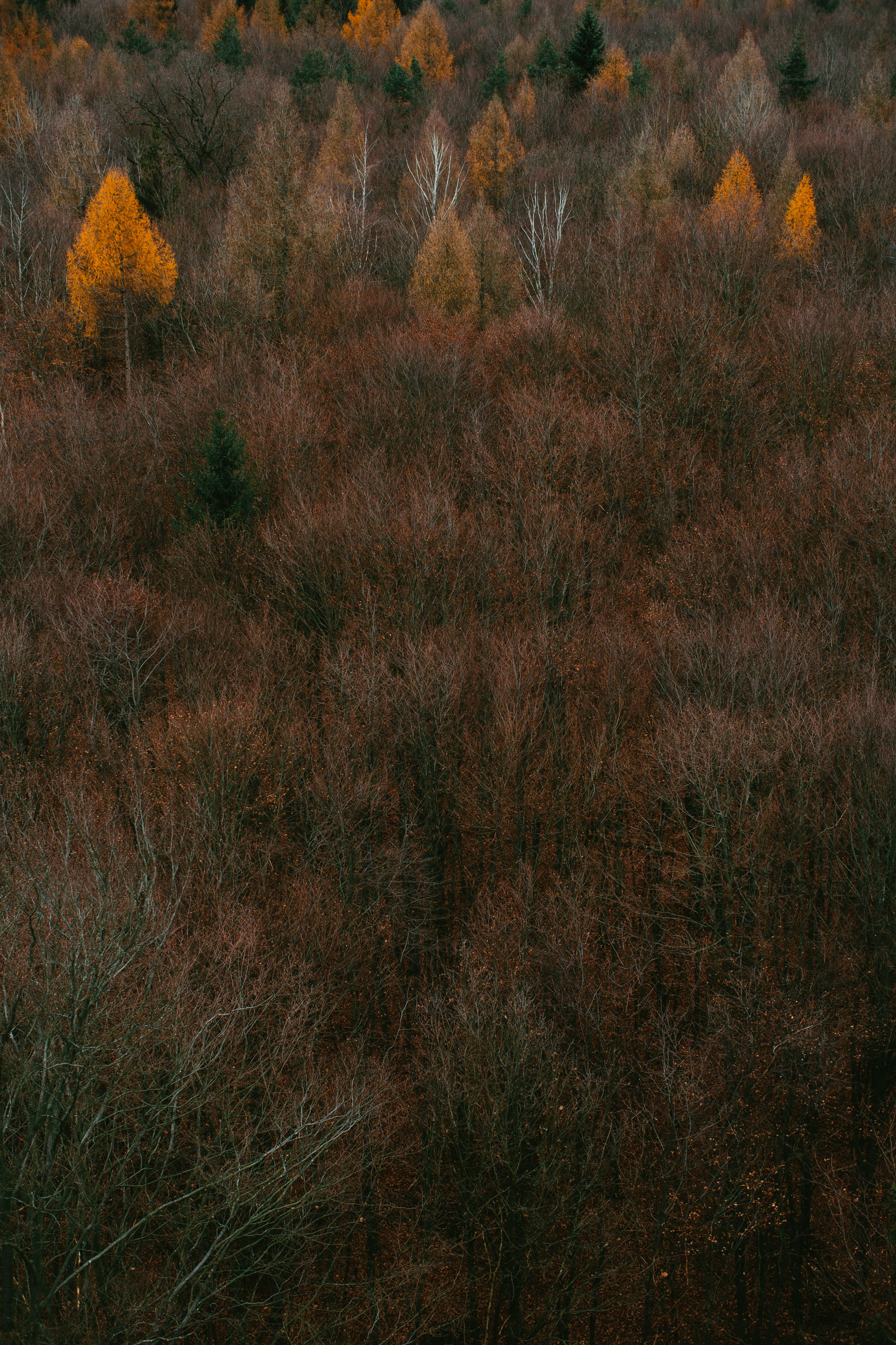 brown grass field during daytime